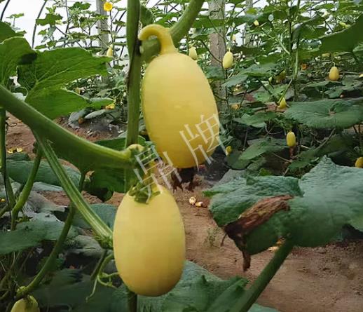 蔬菜種子種植戶客戶點評-上市了，14元/公斤。河南客戶發(fā)來…