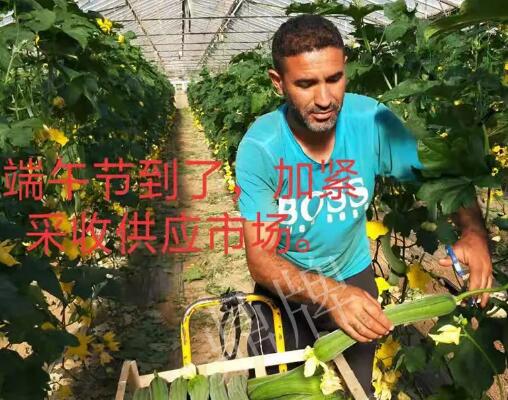 蔬菜種子種植戶客戶點評-羨慕！每公斤24元，“優(yōu)比1號”在法國的表現(xiàn)…