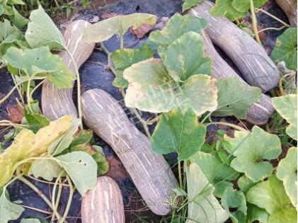 蔬菜種子種植戶客戶點評-了解它，就能種好它，獲得更高收入?。。?></a></div>
          <div   id=