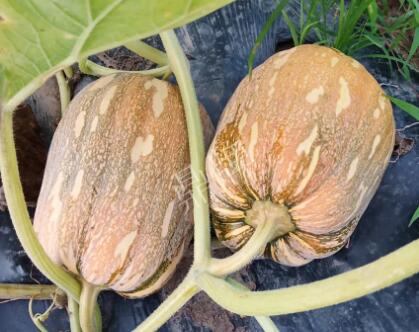 蔬菜種子種植戶客戶點評-“押寶”押對了，押對這個品種賺了2倍錢！