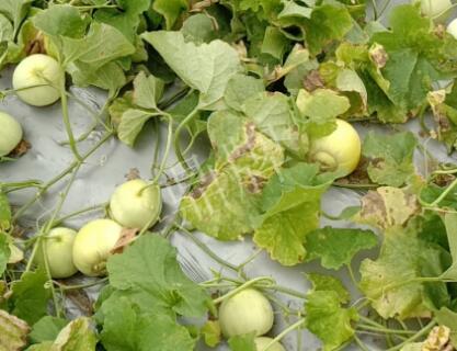 蔬菜種子種植戶客戶點評-低溫寡照的天氣，它仍然優(yōu)秀！