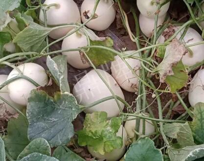 蔬菜種子種植戶客戶點評-“甜，真甜，真是甜！”