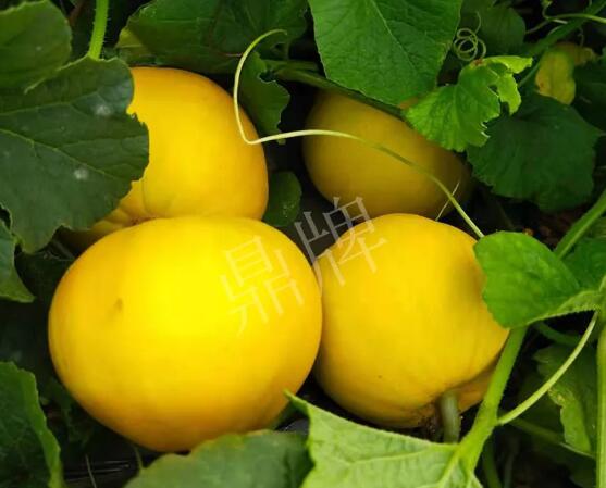 蔬菜種子種植戶客戶點評-純賺50萬，我這個“張大膽”榮光了一把！