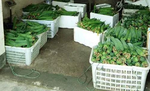 優(yōu)秀絲瓜作品展播，請(qǐng)為菜農(nóng)劉健平夫婦點(diǎn)贊