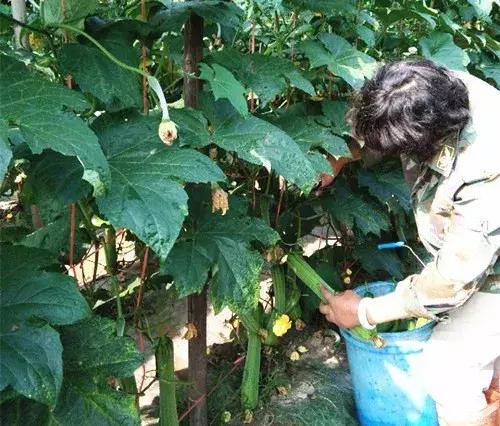 優(yōu)秀絲瓜作品展播，請(qǐng)為菜農(nóng)劉健平夫婦點(diǎn)贊