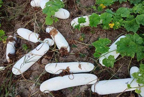 您種植過(guò)“堆堆瓜”嗎？看一看，地上全是瓜！一睹芳容