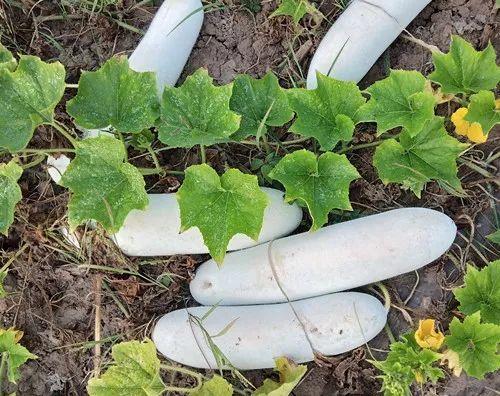 您種植過(guò)“堆堆瓜”嗎？看一看，地上全是瓜！一睹芳容