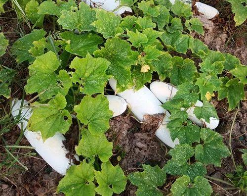 您種植過(guò)“堆堆瓜”嗎？看一看，地上全是瓜！一睹芳容