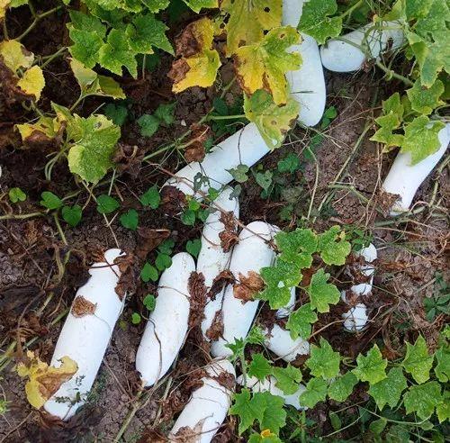 您種植過(guò)“堆堆瓜”嗎？看一看，地上全是瓜！一睹芳容