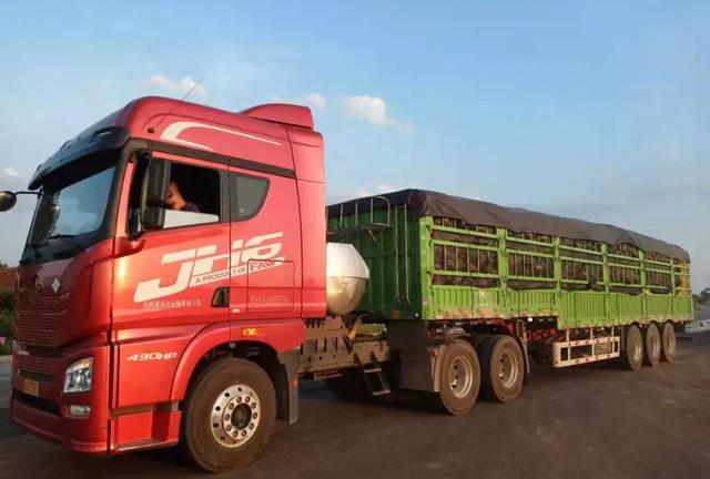 種南瓜竟然種出“麻煩”了，瓜販搶購，電視臺記者也趕來了