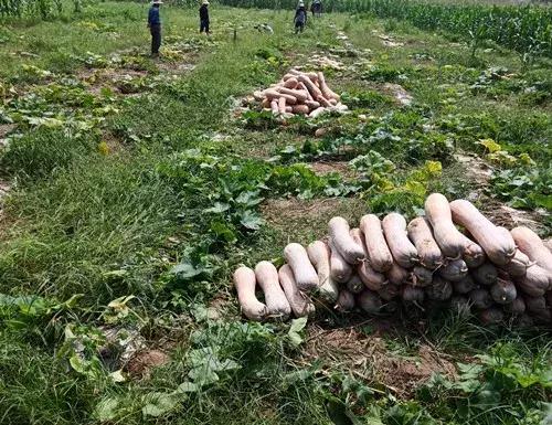 種南瓜竟然種出“麻煩”了，瓜販搶購，電視臺記者也趕來了