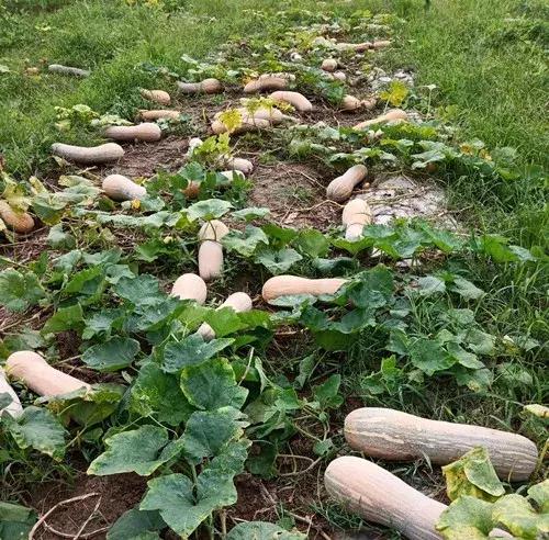 種南瓜竟然種出“麻煩”了，瓜販搶購，電視臺記者也趕來了