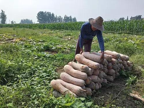 種南瓜竟然種出“麻煩”了，瓜販搶購，電視臺記者也趕來了