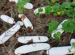 蔬菜種子種植戶客戶點評-您種植過“堆堆瓜”嗎？看一看，地上全是瓜！一睹芳容！