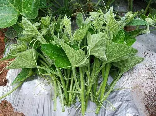 菜農(nóng)種植無需噴農(nóng)藥的蔬菜，不僅栽培簡單、而且效益高