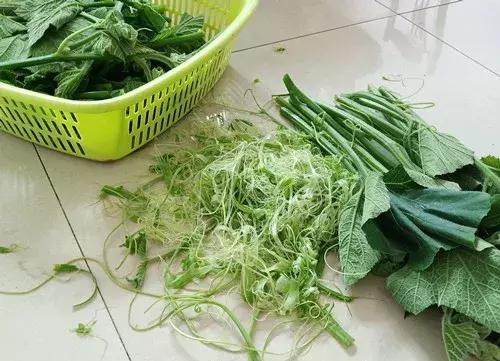 菜農(nóng)種植無需噴農(nóng)藥的蔬菜，不僅栽培簡單、而且效益高