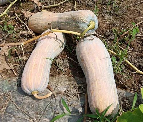 蔬菜種子栽培技術(shù)-“健美蜜本”南瓜7問(wèn)？