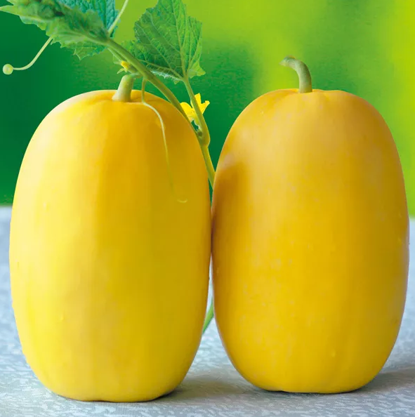 雇工難、成本高，想種甜瓜怎么辦？