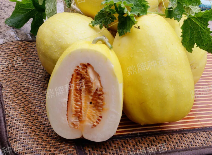 雇工難、成本高，想種甜瓜怎么辦？