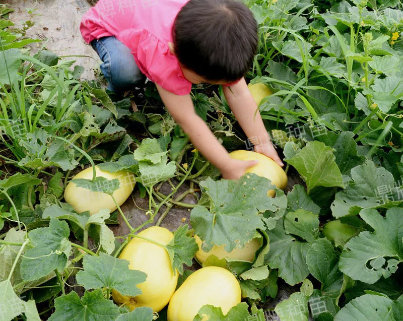 雇工難、成本高，想種甜瓜怎么辦？