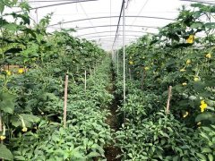 蔬菜種子種植戶客戶點(diǎn)評-這個品種，結(jié)瓜太夸張了！太恐怖了！