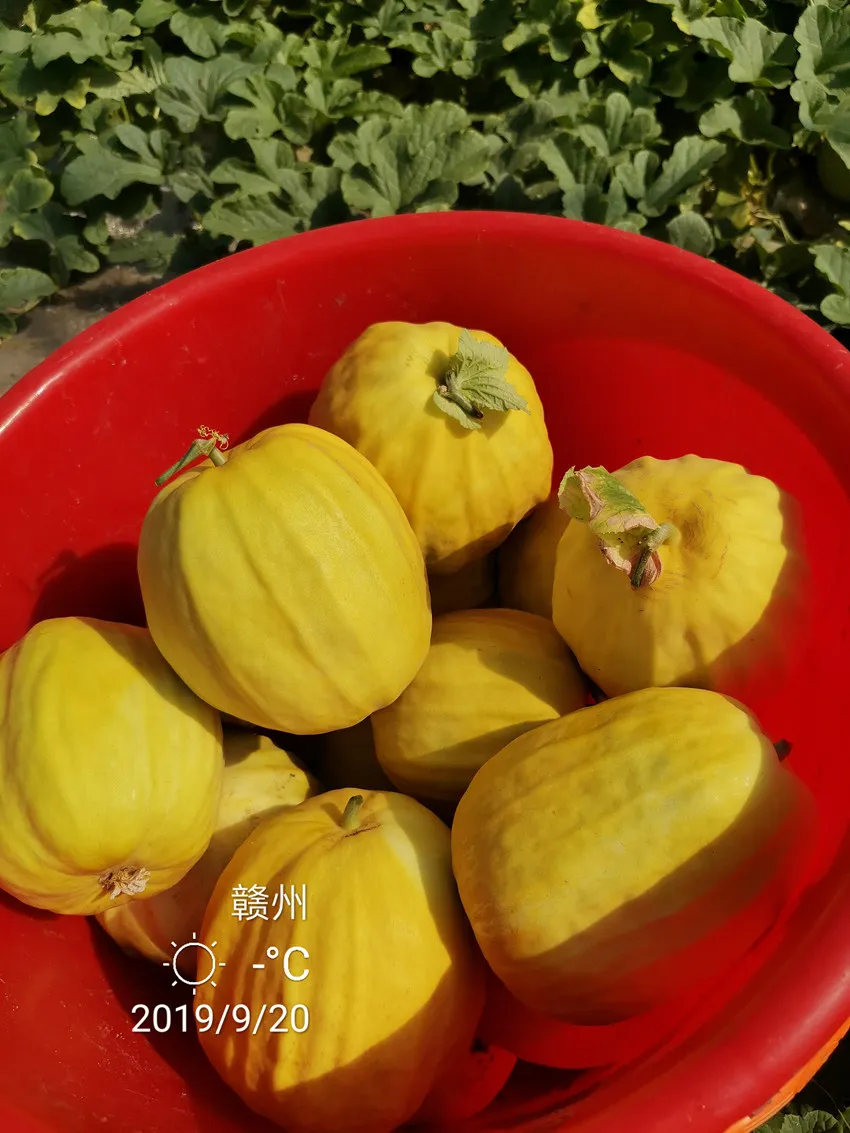 高溫季節(jié)種植甜瓜，什么品種最好？這個品種是秋季上市的專用品種