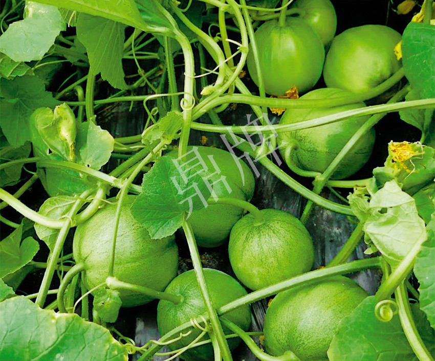 7元一斤還遭瘋搶，畝收益超2萬元！到底什么甜瓜能這么牛？