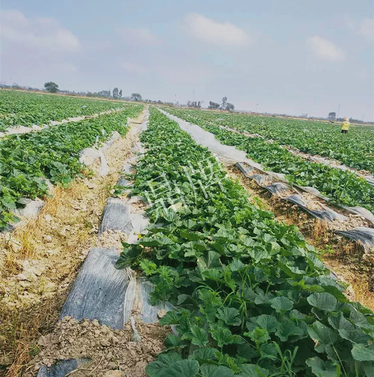 7元一斤還遭瘋搶，畝收益超2萬元！到底什么甜瓜能這么牛？