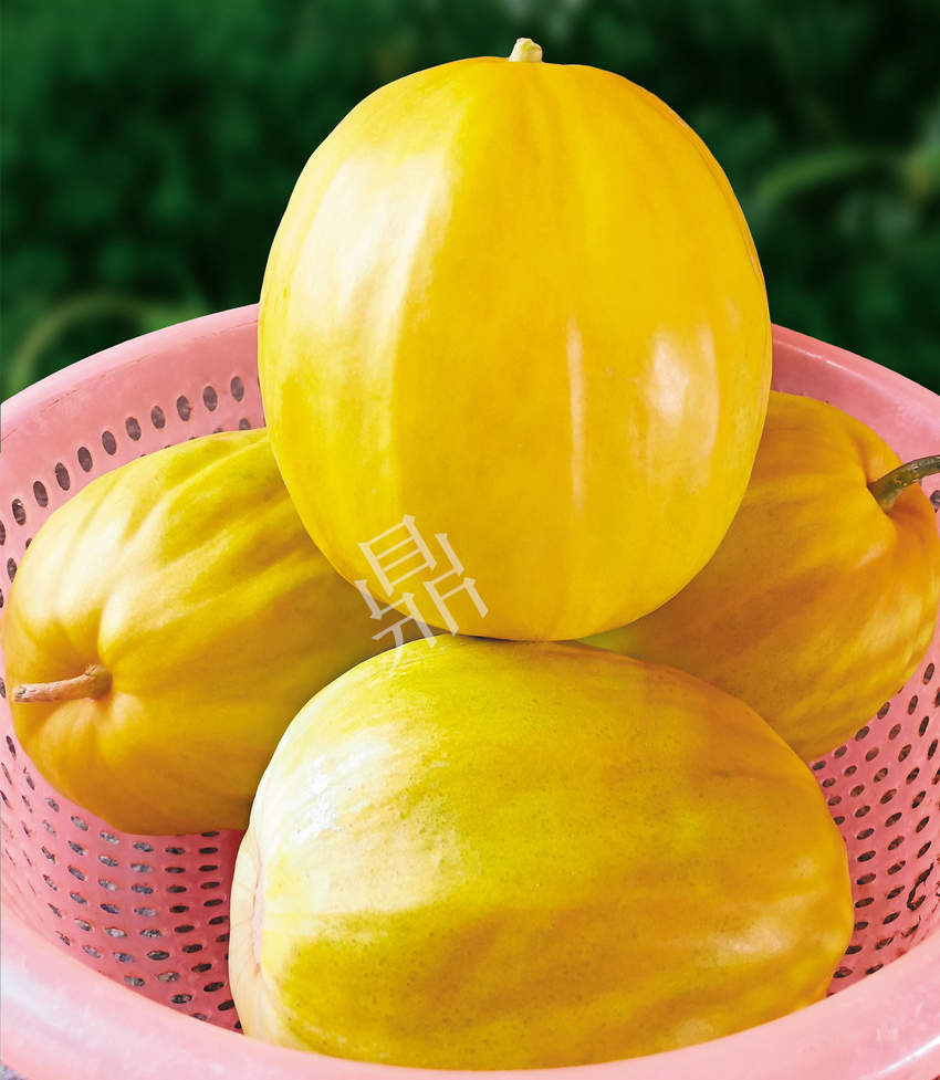 優(yōu)質甜瓜新品種！畝產最高可達7000斤！還沒有畸形瓜