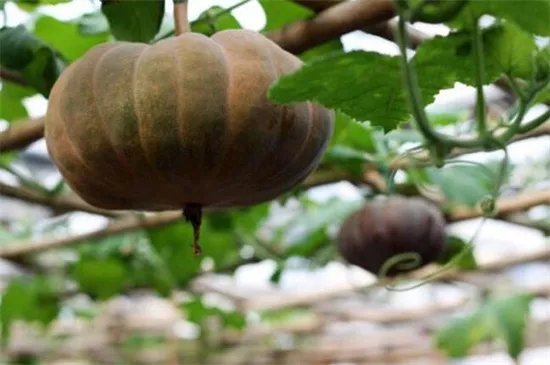 知道最甜最面的南瓜品種嗎？盤點十種有營養(yǎng)的甜面南瓜...