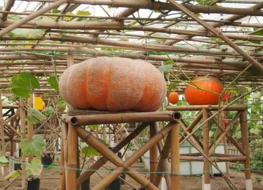 知道最甜最面的南瓜品種嗎？盤點十種有營養(yǎng)的甜面南瓜...