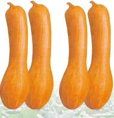 知道最甜最面的南瓜品種嗎？盤點十種有營養(yǎng)的甜面南瓜...