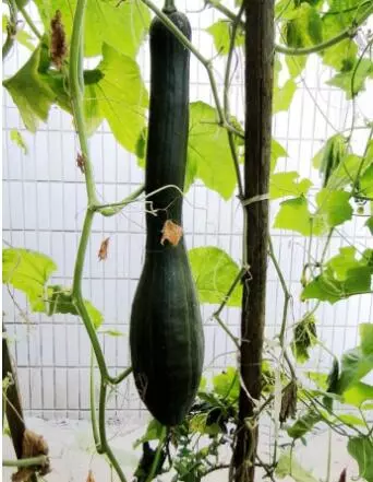 知道最甜最面的南瓜品種嗎？盤點十種有營養(yǎng)的甜面南瓜...