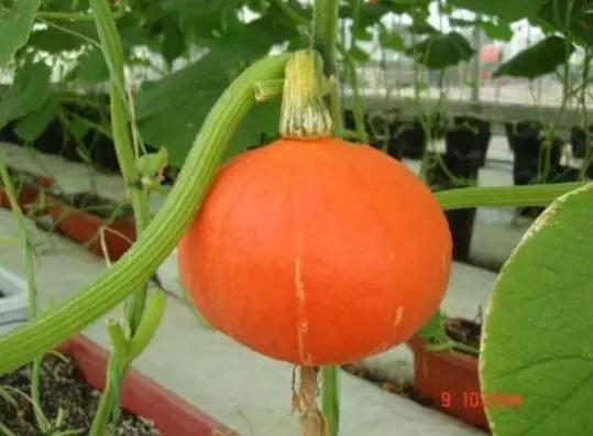 知道最甜最面的南瓜品種嗎？盤點十種有營養(yǎng)的甜面南瓜...