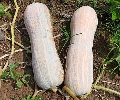 生吃都好吃南瓜新品種，沒(méi)有大肚子，肉質(zhì)更密致，農(nóng)戶(hù)試種下