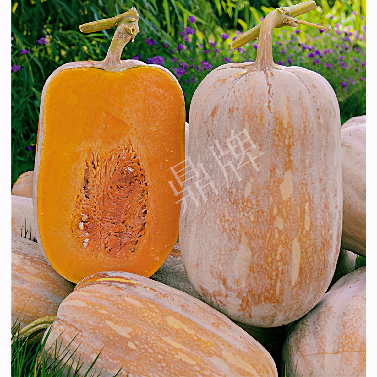 2020年，市面上的南瓜品種哪個口感最好、最甜、最值得種植？