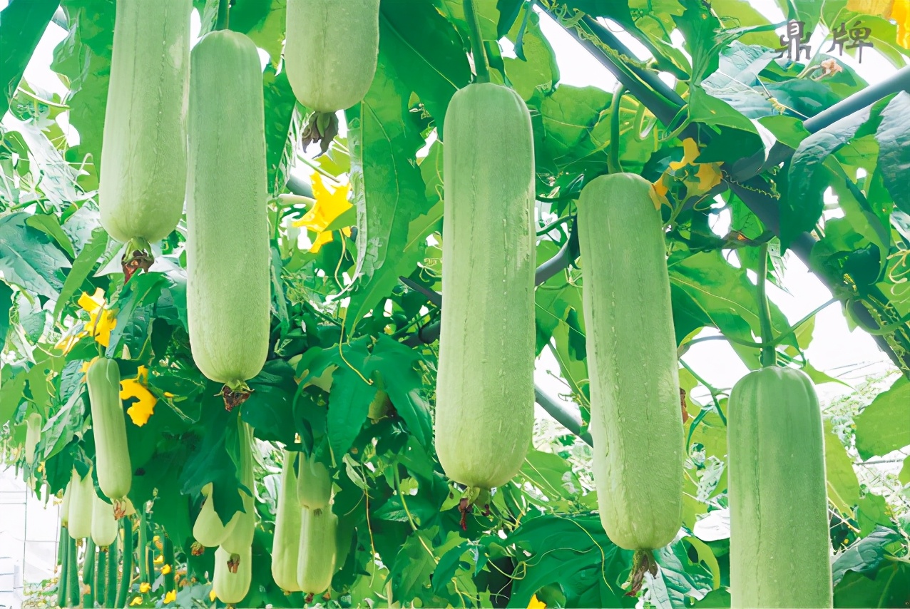 絲瓜新品種層不出窮，2021年，哪個(gè)絲瓜品種最值得種植？
