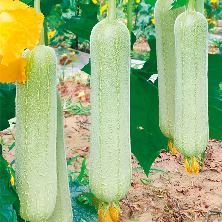 絲瓜新品種層不出窮，2021年，哪個(gè)絲瓜品種最值得種植？