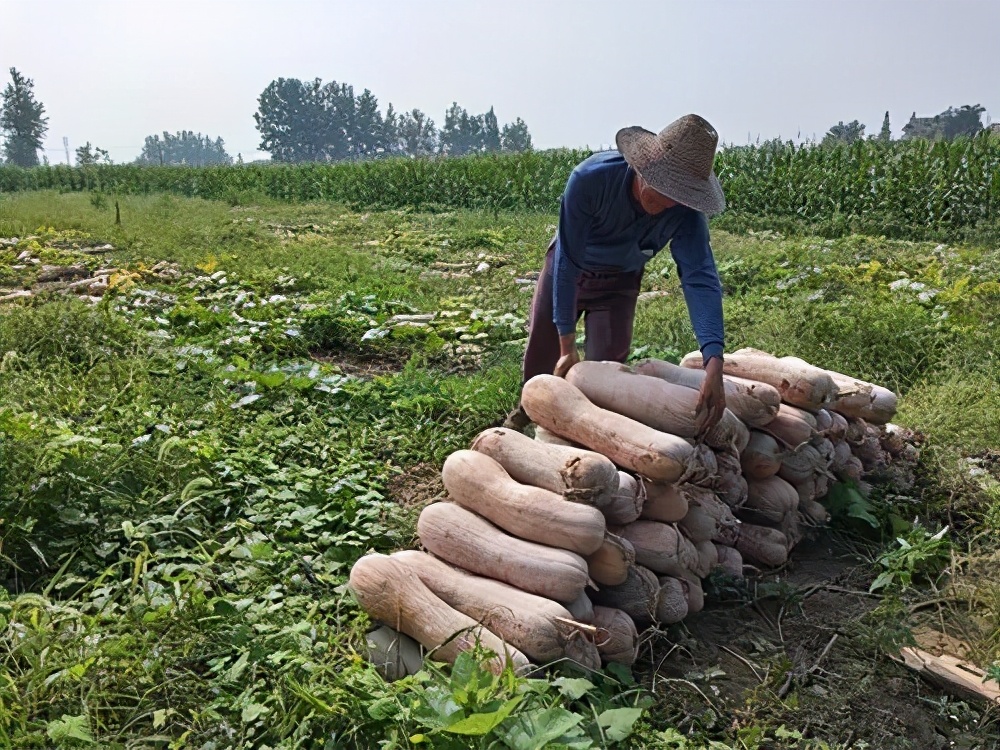 一位轉(zhuǎn)業(yè)后的特種兵，辦農(nóng)場種瓜菜，靠1個優(yōu)點，年賺200萬