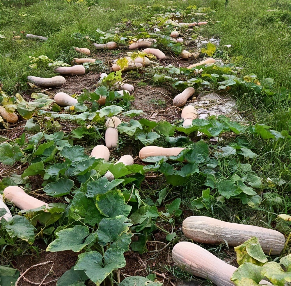 一位轉(zhuǎn)業(yè)后的特種兵，辦農(nóng)場種瓜菜，靠1個優(yōu)點，年賺200萬