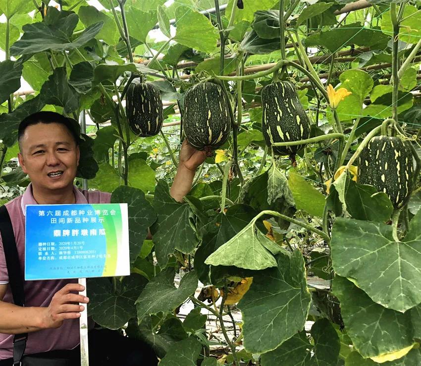畝產6000公斤的南瓜上市，20年科研他就為打造1個爆款品種