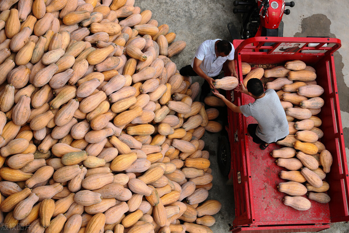 畝產6000公斤的南瓜上市，20年科研他就為打造1個爆款品種