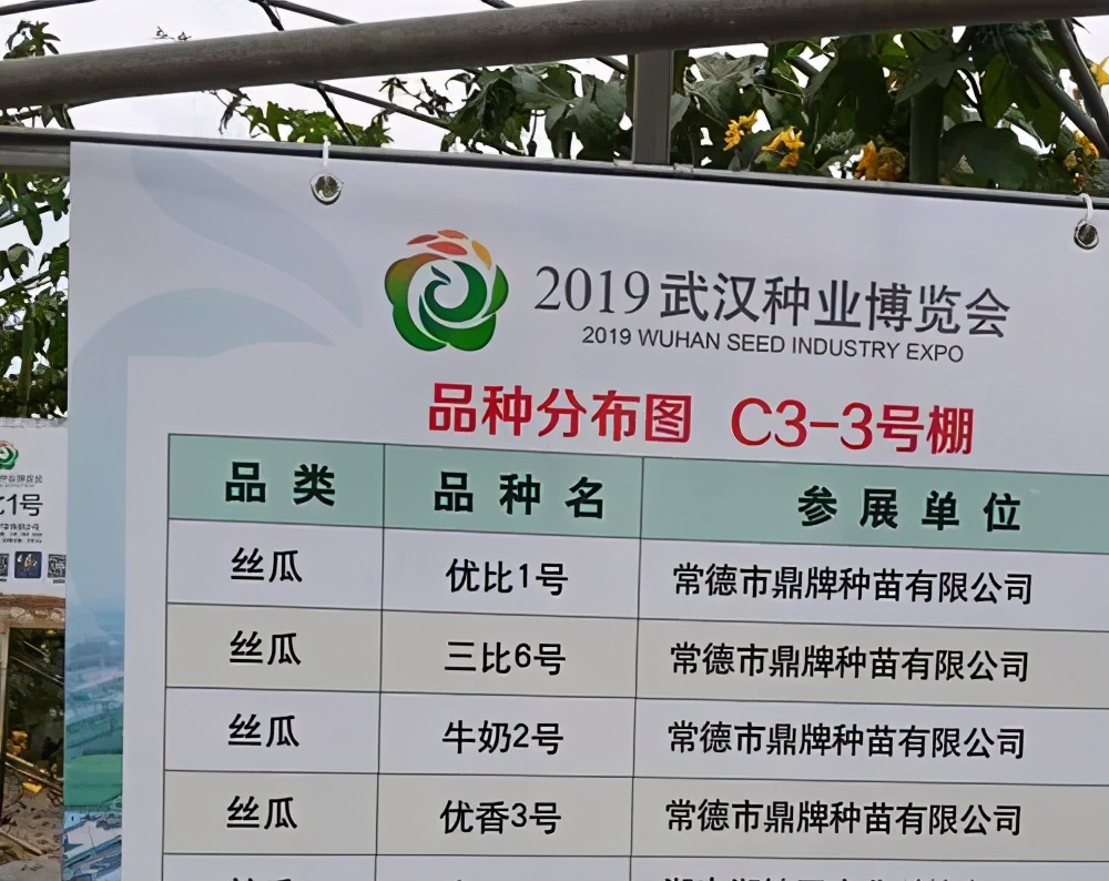 這個(gè)絲瓜畝產(chǎn)可達(dá)8000公斤，菜農(nóng)2021年致富的絲瓜品種