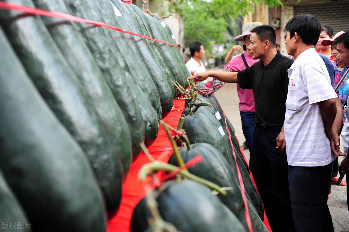 這個(gè)冬瓜品種放1年不壞，口感脆甜，多年科研就為打造這1個(gè)爆品