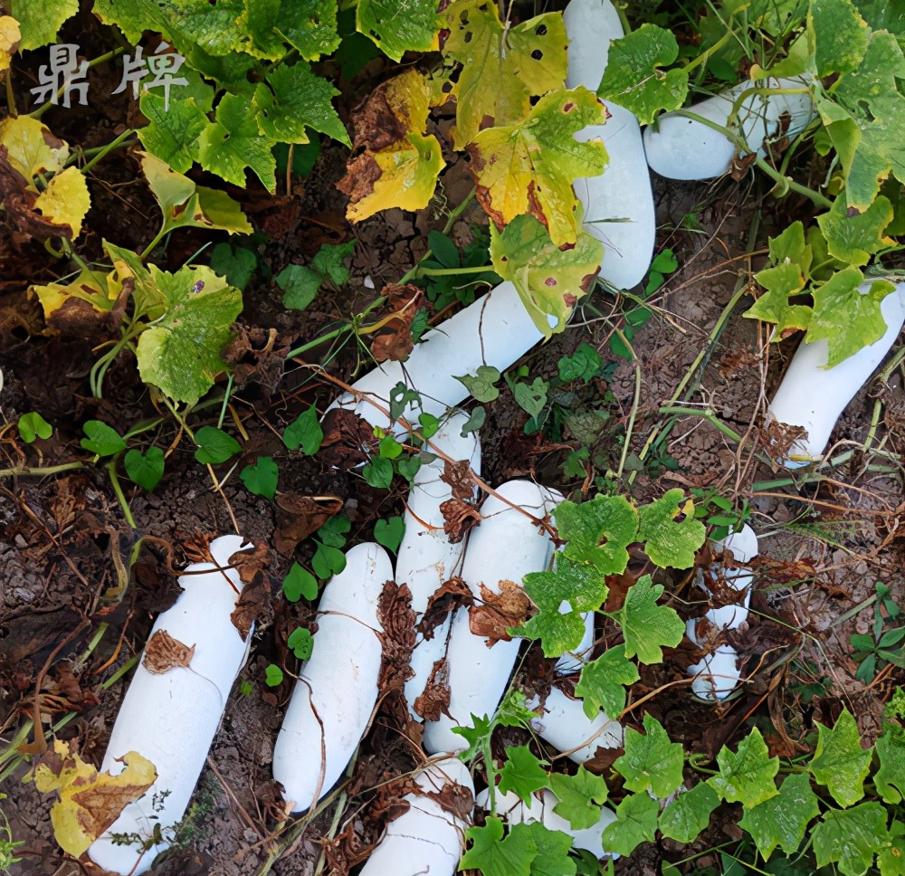 這個(gè)冬瓜品種放1年不壞，口感脆甜，多年科研就為打造這1個(gè)爆品