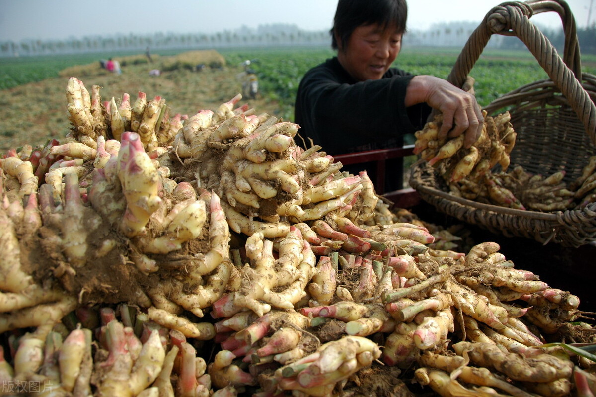 時(shí)隔三年，向錢蔥、姜你軍又來(lái)了，心動(dòng)了嗎？來(lái)年你會(huì)換品種嗎？