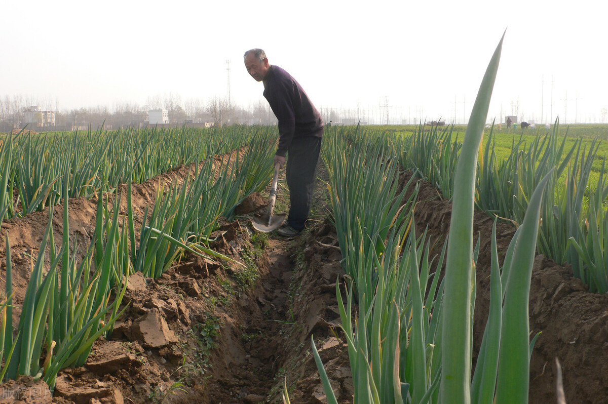 時(shí)隔三年，向錢蔥、姜你軍又來(lái)了，心動(dòng)了嗎？來(lái)年你會(huì)換品種嗎？