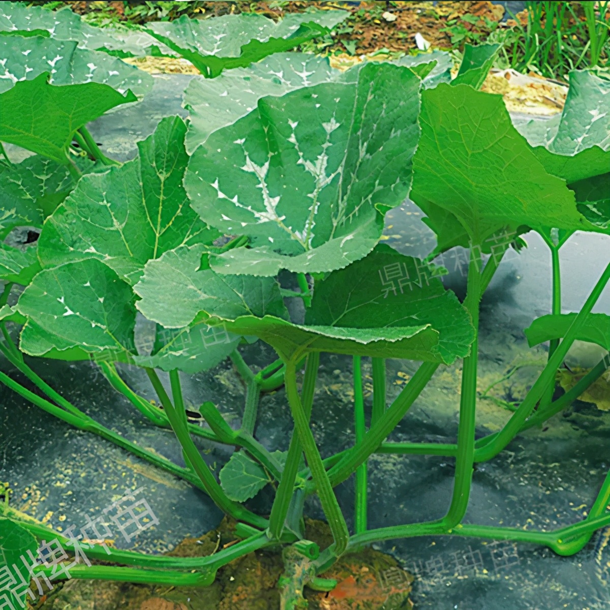 種這種綠葉菜，栽培輕松，畝產(chǎn)值過萬元，菜農(nóng)表示很劃算