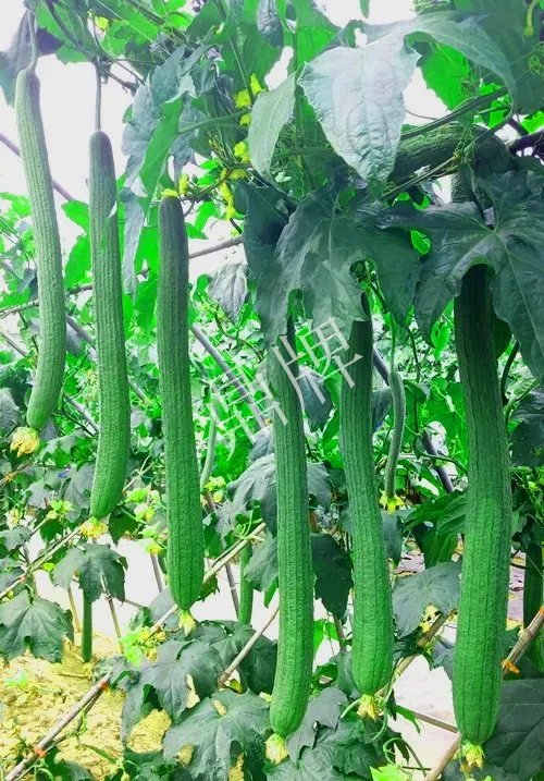 它是絲瓜種植戶的新選擇，節(jié)節(jié)有瓜，瓜長(zhǎng)而不彎曲