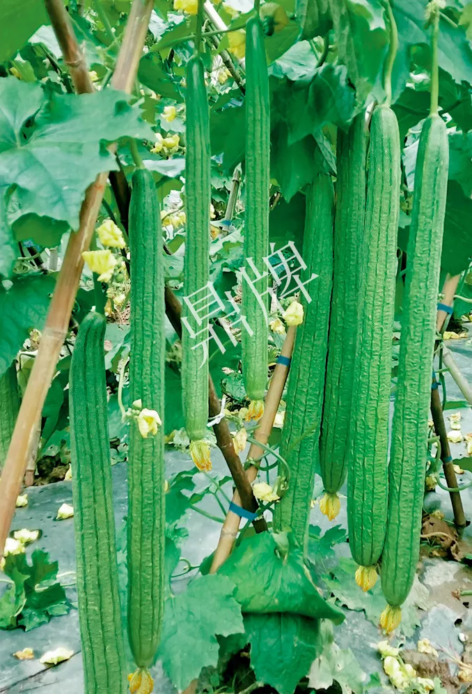 它是絲瓜種植戶的新選擇，節(jié)節(jié)有瓜，瓜長(zhǎng)而不彎曲